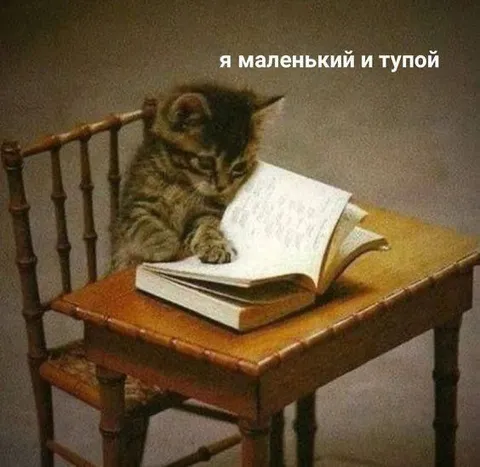 Маленький и тупой кот