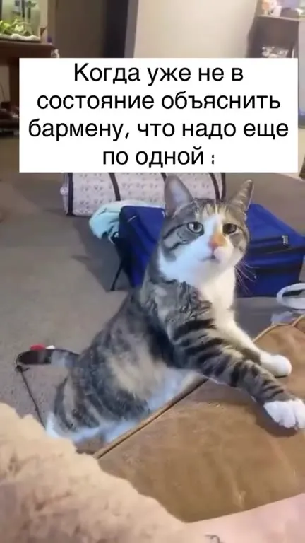 Кот объясняет бармену по одной