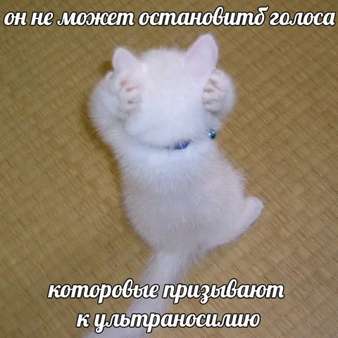 Котёнок слышит голоса