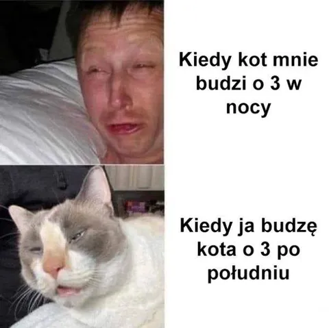 Kot budzi o trzeciej w nocy