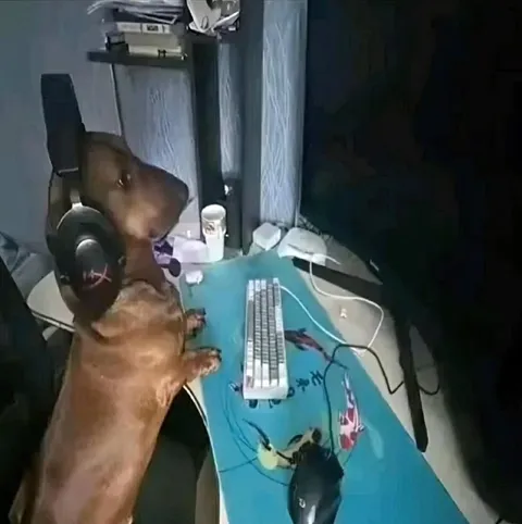 Собака за компьютером