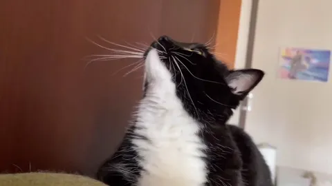 Кот задумчиво смотрит вверх
