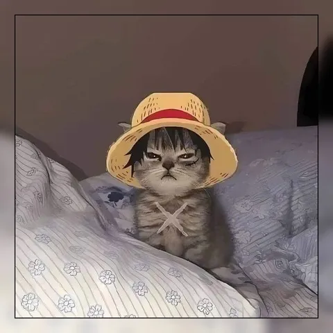 Кот Луффи под одеялом