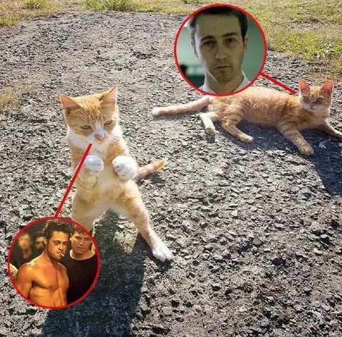 Кот и его альтер эго