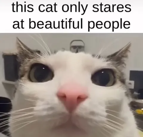 Cat Stares at Beautiful People