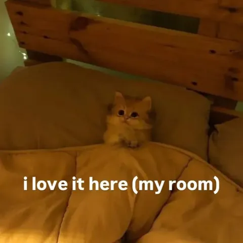 Kitten Loves Its Room