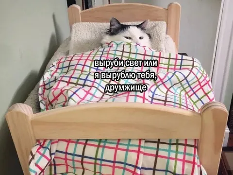 Кот выключает свет