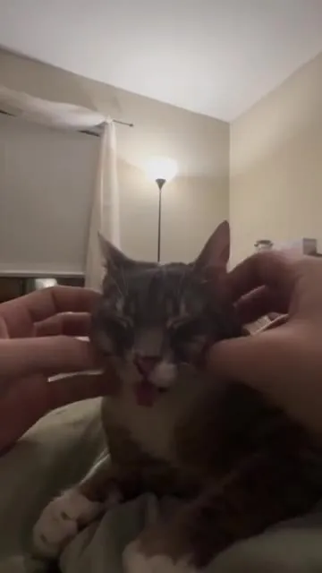 Did You Know Cat