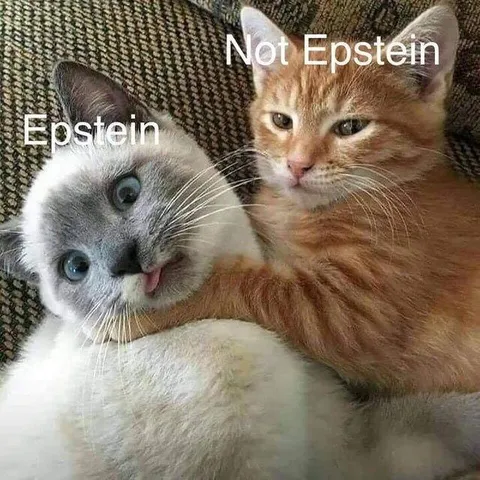 Epstein and Not Epstein Cats