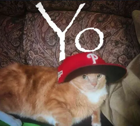 Yo Cat in Phillies Cap