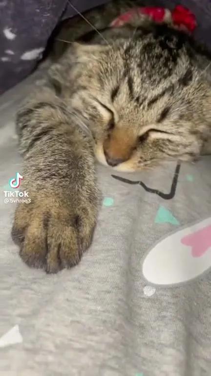 Сонный кот под одеялом