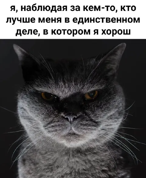 Злой кот наблюдает за лучшим