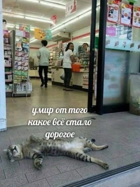 Кот умер от дорогих цен