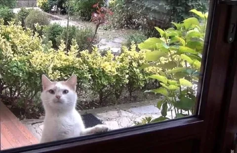 Кот просится домой