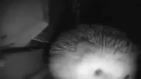 Ёжик внезапно меняет сцену