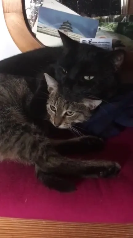 Кот обнимает котёнка