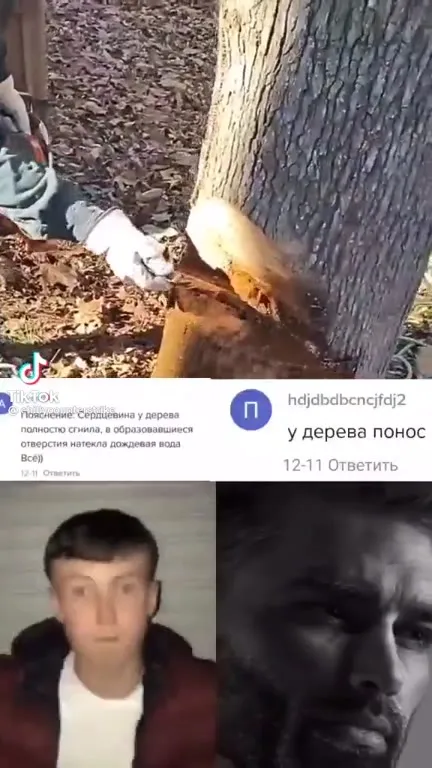 У дерева понос