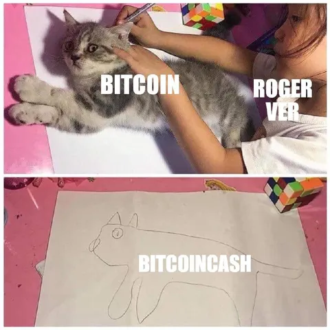 Bitcoin Cat Becomes Bitcoin Cash