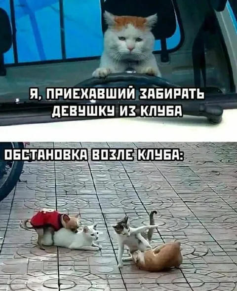Кот приехал забирать девушку