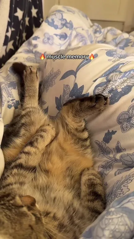 Cat Demonstrates Muscle Memory