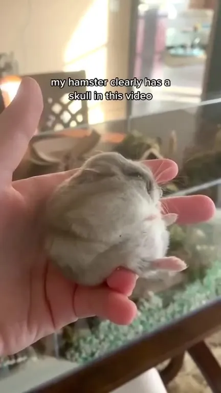 Hamster Skull Paradox