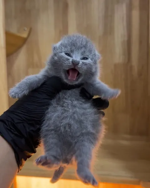Котёнок кричит на руках