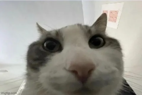 Confused Wide-Eyed Cat