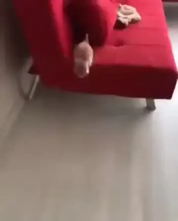Щенок сбегает с дивана