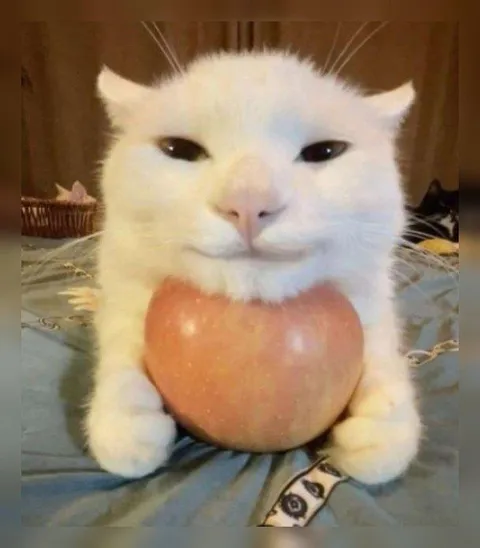 Кот с яблоком