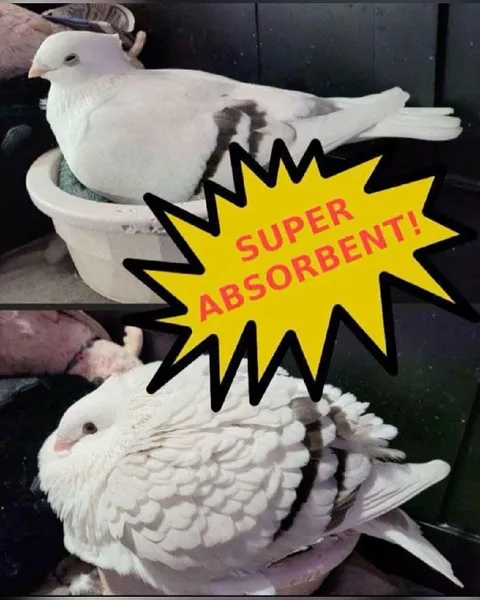 Super Absorbent Pigeon
