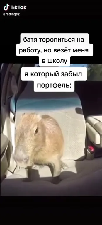 Забыл портфель, зато сам приехал