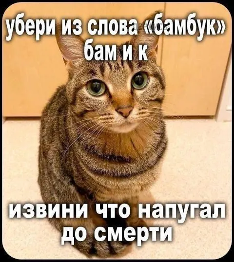 Кот напугал до смерти