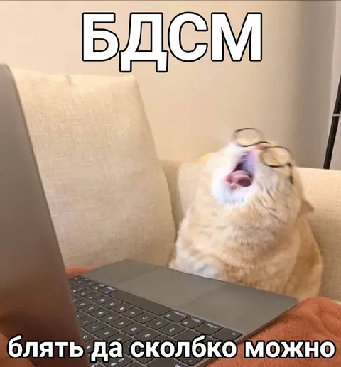Кот в ужасе от рабочей обстановки