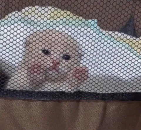 Кот под сеткой