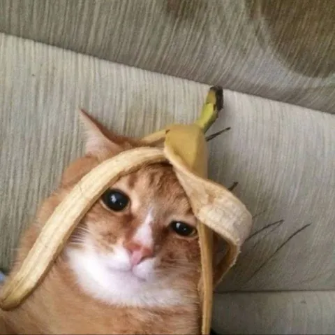 Кот в банановой шапке