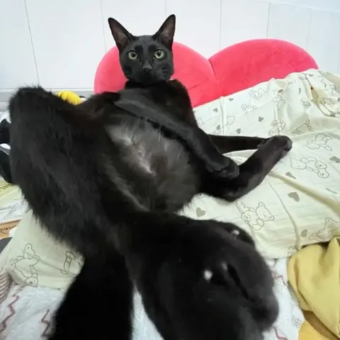 Кот в странной позе