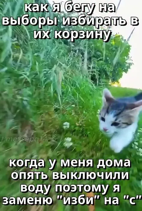 Кот бежит на выборы