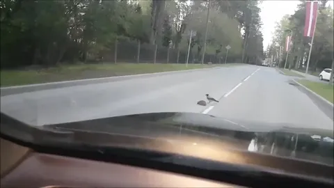 Ворона стучит в ёжика
