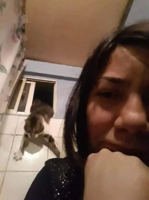 Кот лезет через окно