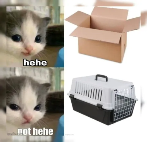 Kitten Says Not Hehe