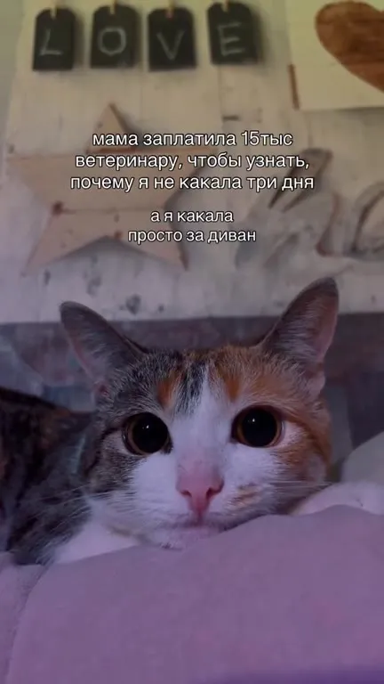 Кошка какала за диван