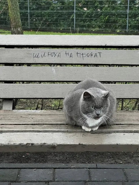 Шимоха на прокат