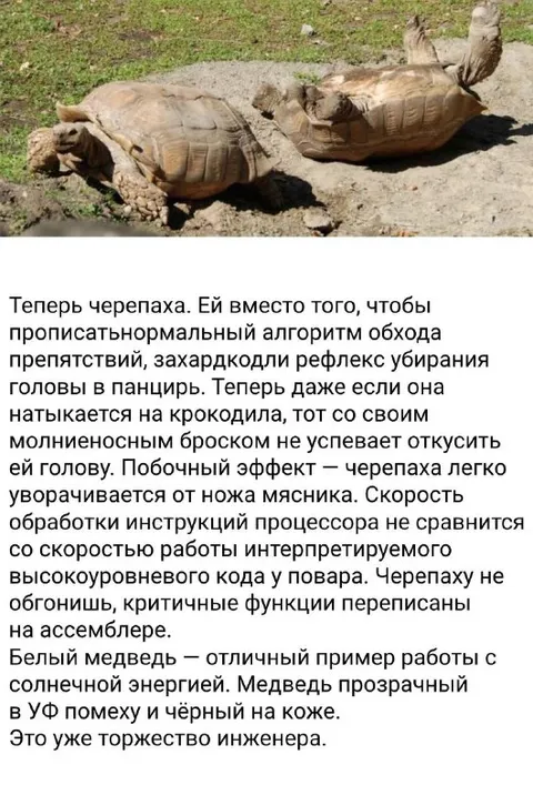 Черепаха с рефлексом уборки головы
