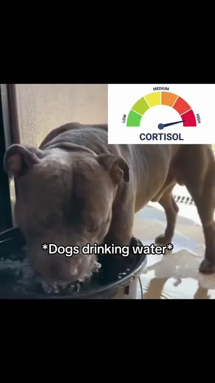 Dogs Drink Calmly, Cats Panic