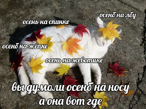 Осень на носу, а она везде
