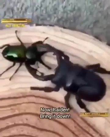 Raiden Commands a Beetle Fight