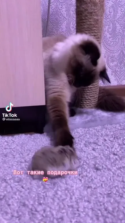 Вот такие подарочки от кота