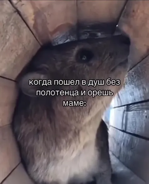 Крыса орёт маме из душа