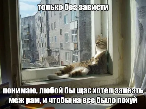 Кот мечтает залезть между рам