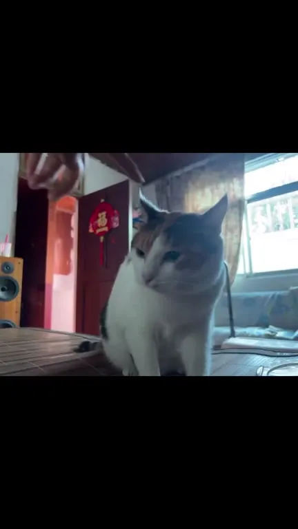 Кот, которого достали